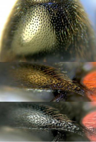 Ampedus quercicola
